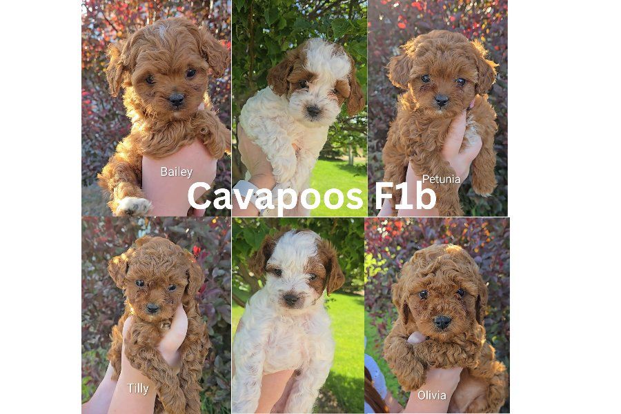 F1b Cavapoos