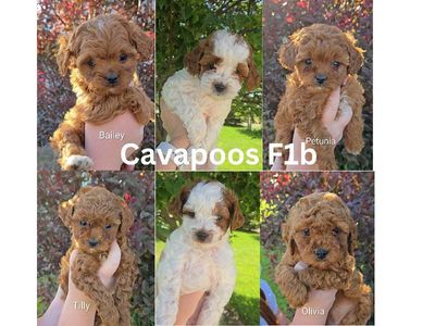 F1b Cavapoos