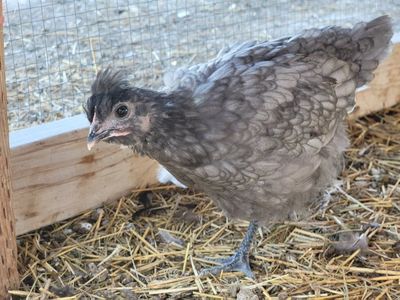 Coop Ready Easter Egger Pullets!