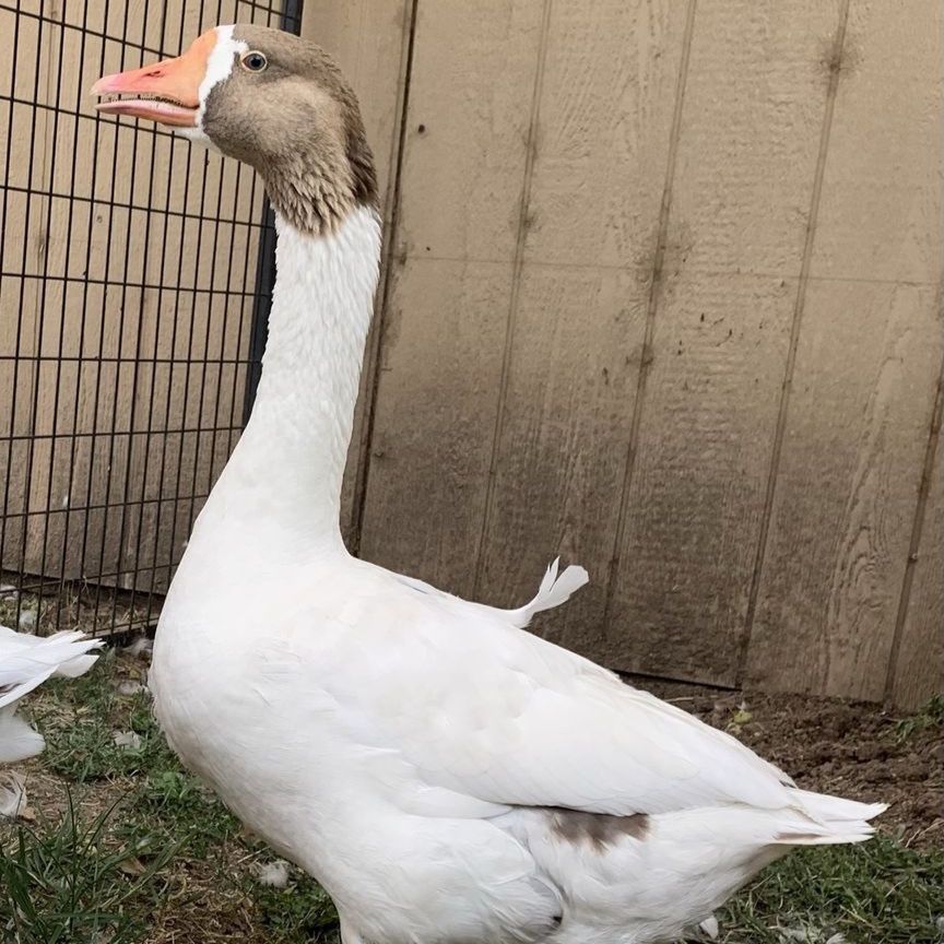 Goose