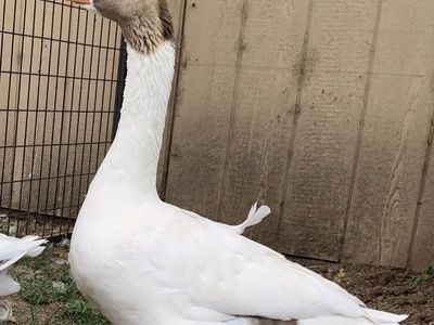 Goose
