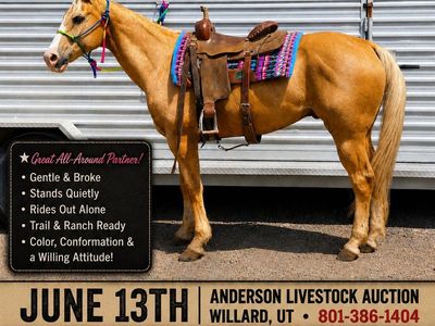 Anderson Livestock Auction