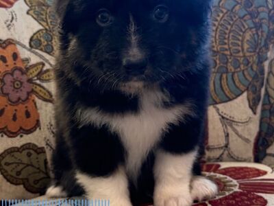 Standard Australian Shepherds