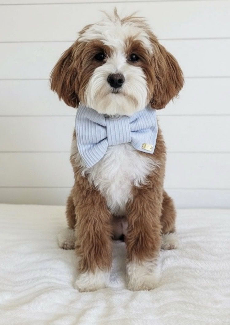 7lb 100% clear Bb Goldendoodle stud