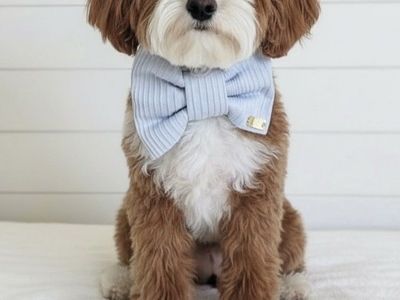 7lb 100% clear Bb Goldendoodle stud