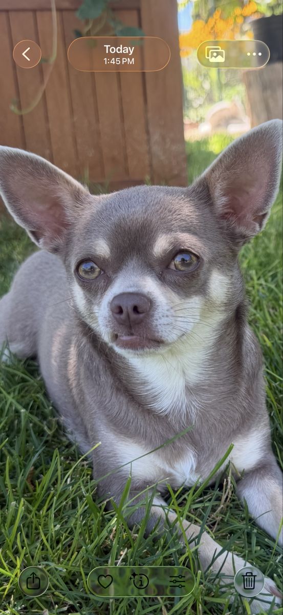 Price reduce   AKC female Applehead Chihuahua- Lilac/Tan, seeking forever home . She was born.10/15/2024  up-to-date vaccines