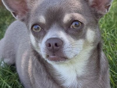 Price reduce AKC female Applehead Chihuahua- Lilac/Tan, seeking forever home . She was born.10/15/2024 up-to-date vaccines