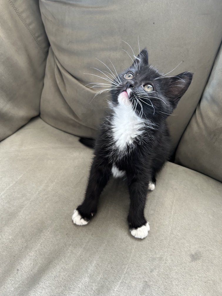 Adorable Black & White Male Tuxedo Kitten - Playful, Litter-Trained, Ready for a Loving Home!
