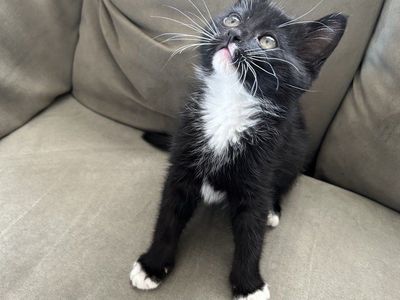 Adorable Black & White Male Tuxedo Kitten - Playful, Litter-Trained, Ready for a Loving Home!