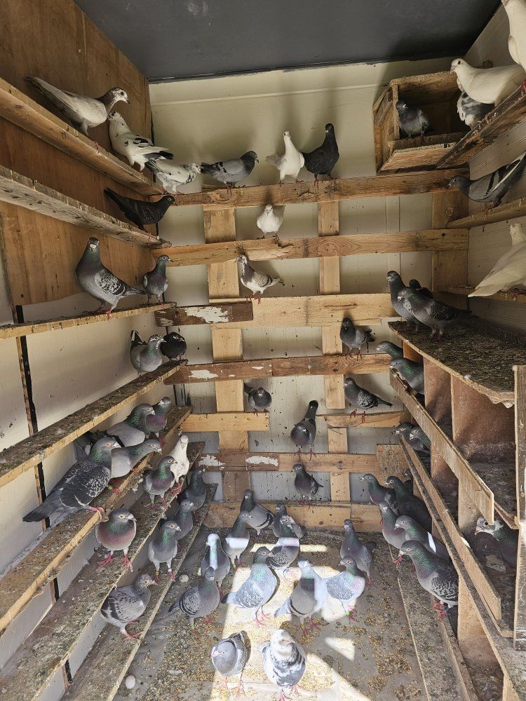 Pigeon