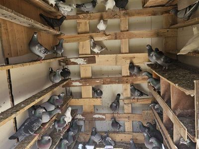 Pigeon