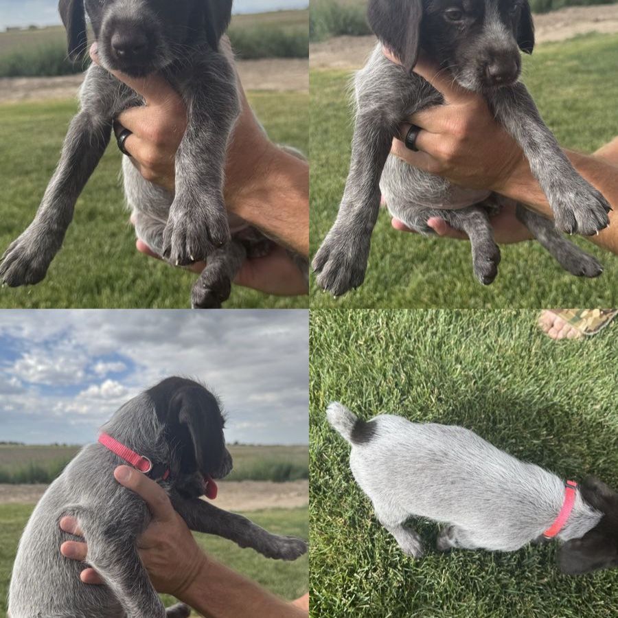 *1 female left* AKC & NAVHDA Registered German Wirehair Pointer Puppies