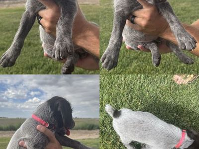 *1 female left* AKC & NAVHDA Registered German Wirehair Pointer Puppies