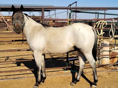 2025 AQHA Roan Colt