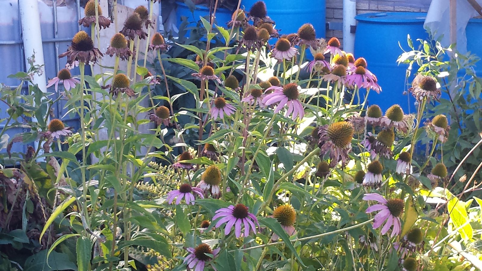 2 to 3  per pot cuttings $24.99/ ;e