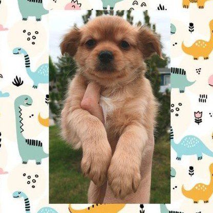 TINY Pomeranian/ Shih Tzu Blend Puppies ($499 OBO)