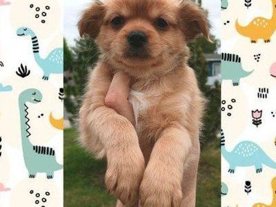 TINY Pomeranian/ Shih Tzu Blend Puppies ($499 OBO)
