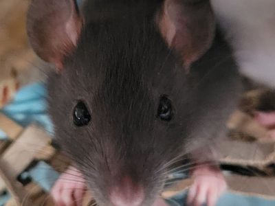 2 Adorable Baby Pet Rats $15 each/$25 for pair