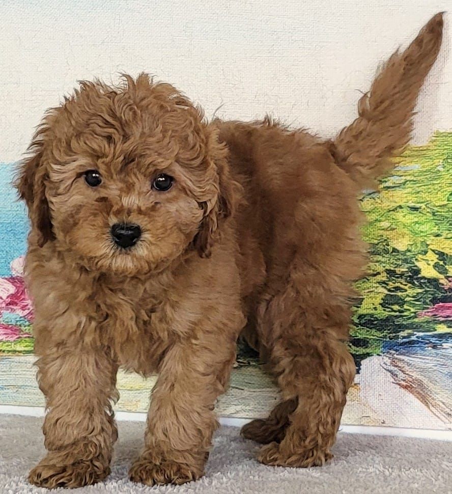 Micro Goldendoodle - Girl Jade $2200