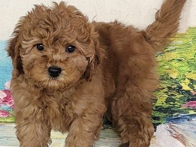 Micro Goldendoodle - Girl Jade $2200