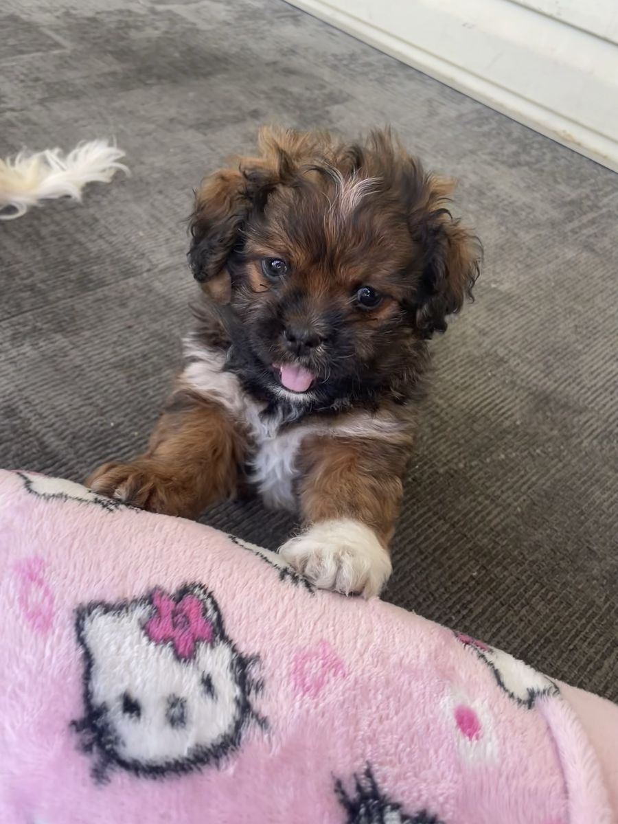 Adorable Male Shih Tzu & Maltese Mix Puppy - 7 Weeks Old, Ready for Forever Home!