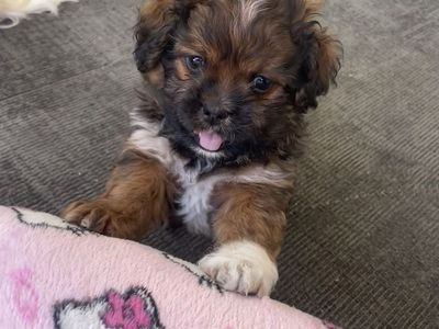 Adorable Male Shih Tzu & Maltese Mix Puppy - 7 Weeks Old, Ready for Forever Home!