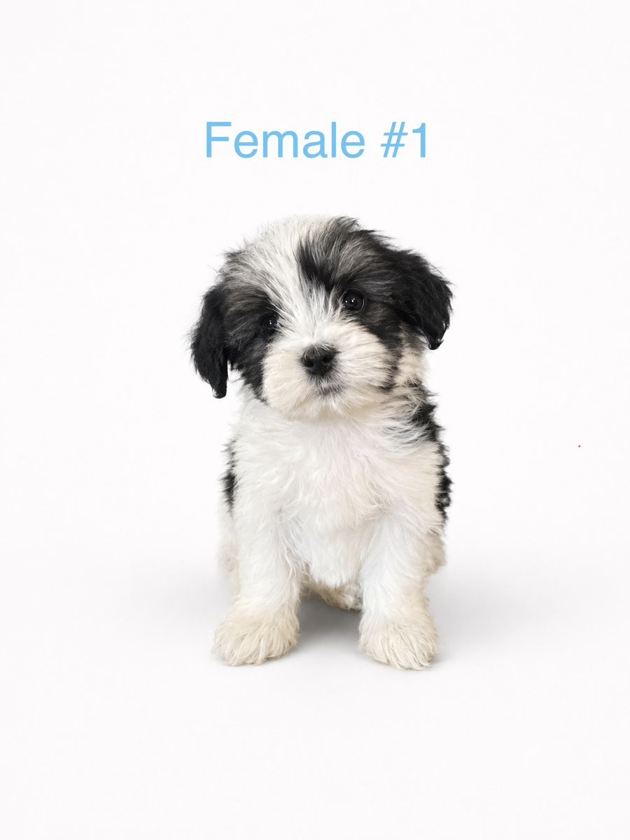 Purebred Shih Tzu Puppies | Mini Hypoallergenic Non Shedding