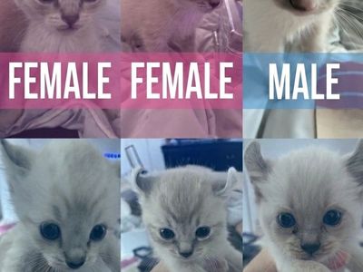 Rare Cherubim Ragdoll & Highlander Lynx Point Mix