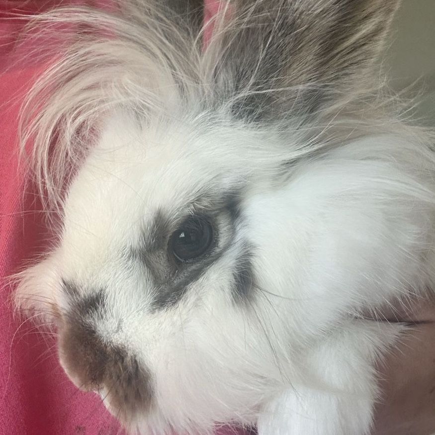 Calm Spotted Rabbit