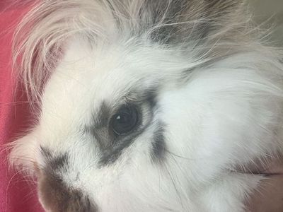 Calm Spotted Rabbit