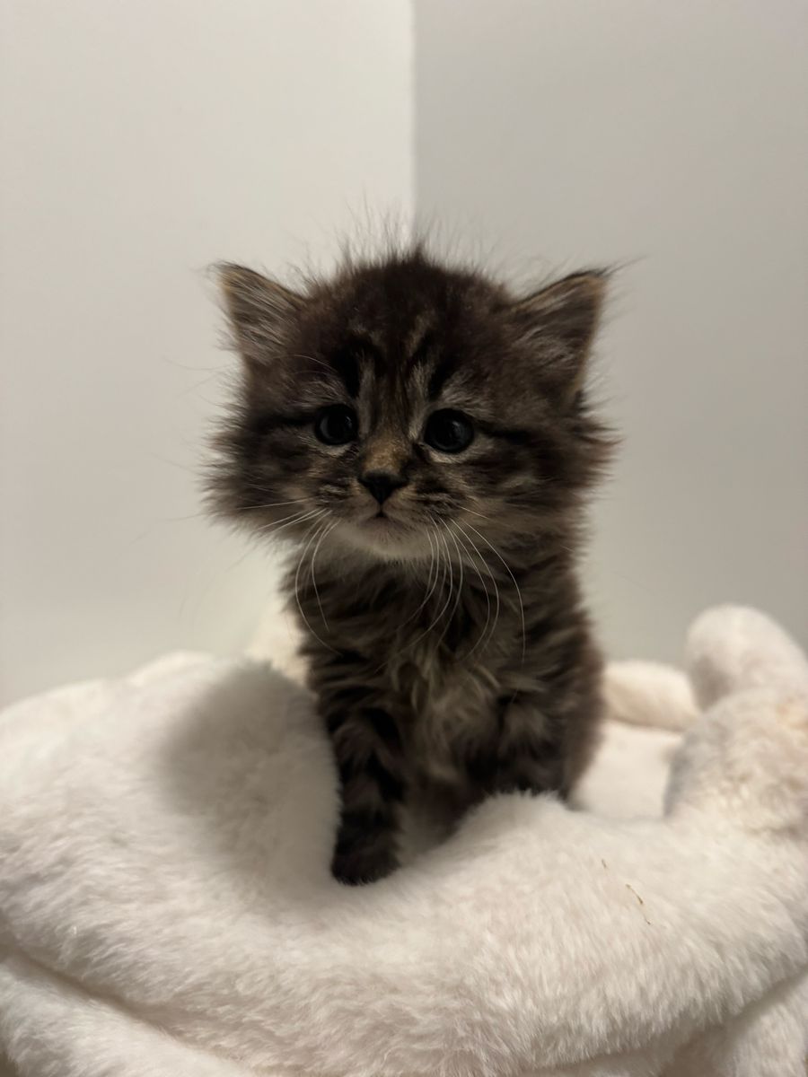 Fluffy Kitten
