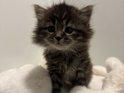 Fluffy Kitten