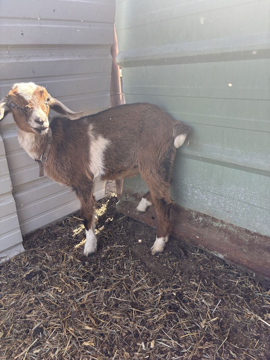 Nigerian Goats