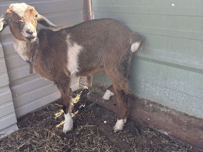 Nigerian Goats