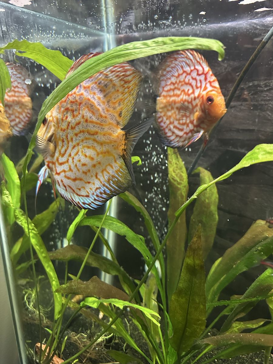 Discus male and female