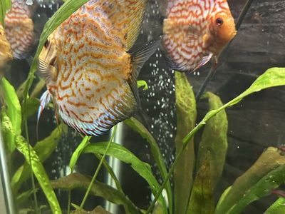 Discus male and female