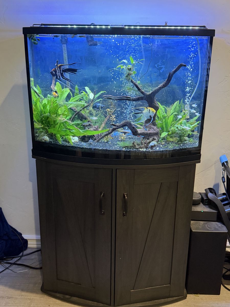 36 Gallon Bowfront tank with everything