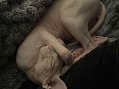 Sphynx Cat/ hairless cat 8 months