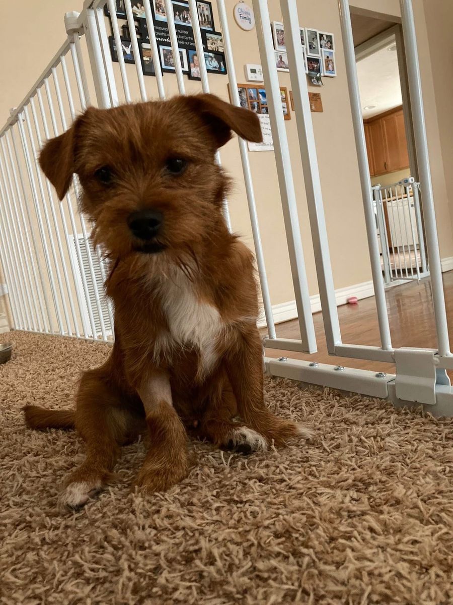 Yorkie Shitzu Mix
