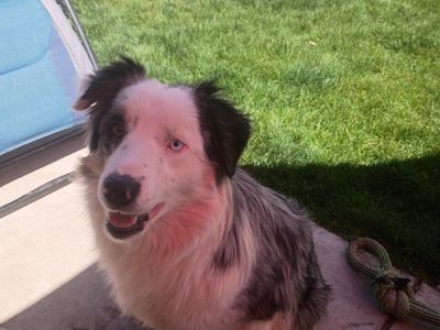 Australian Shepherd