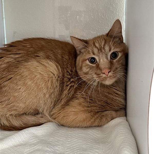 Hello my name is Theo