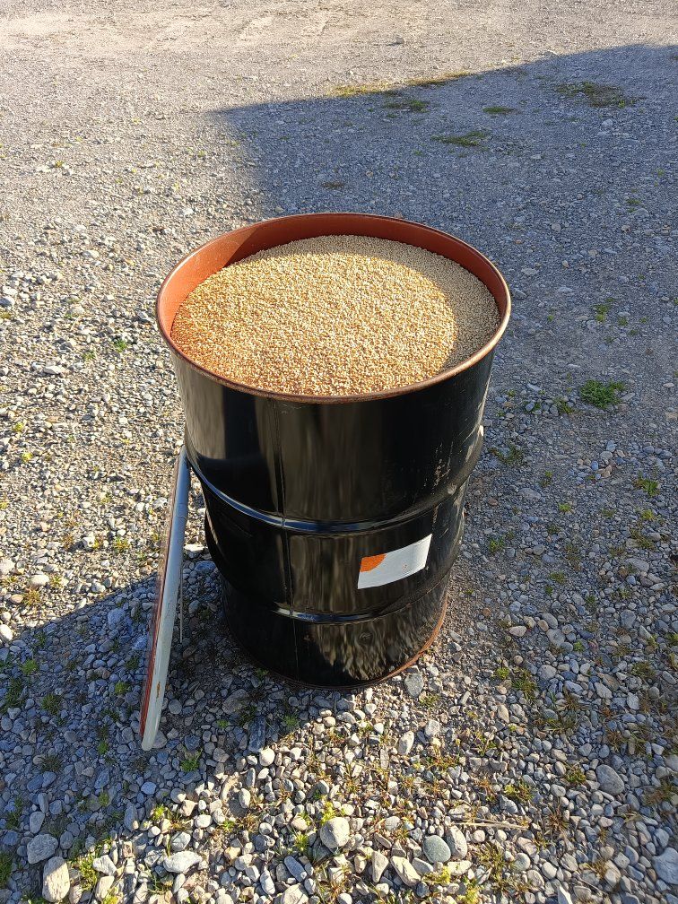 soft white spring wheat