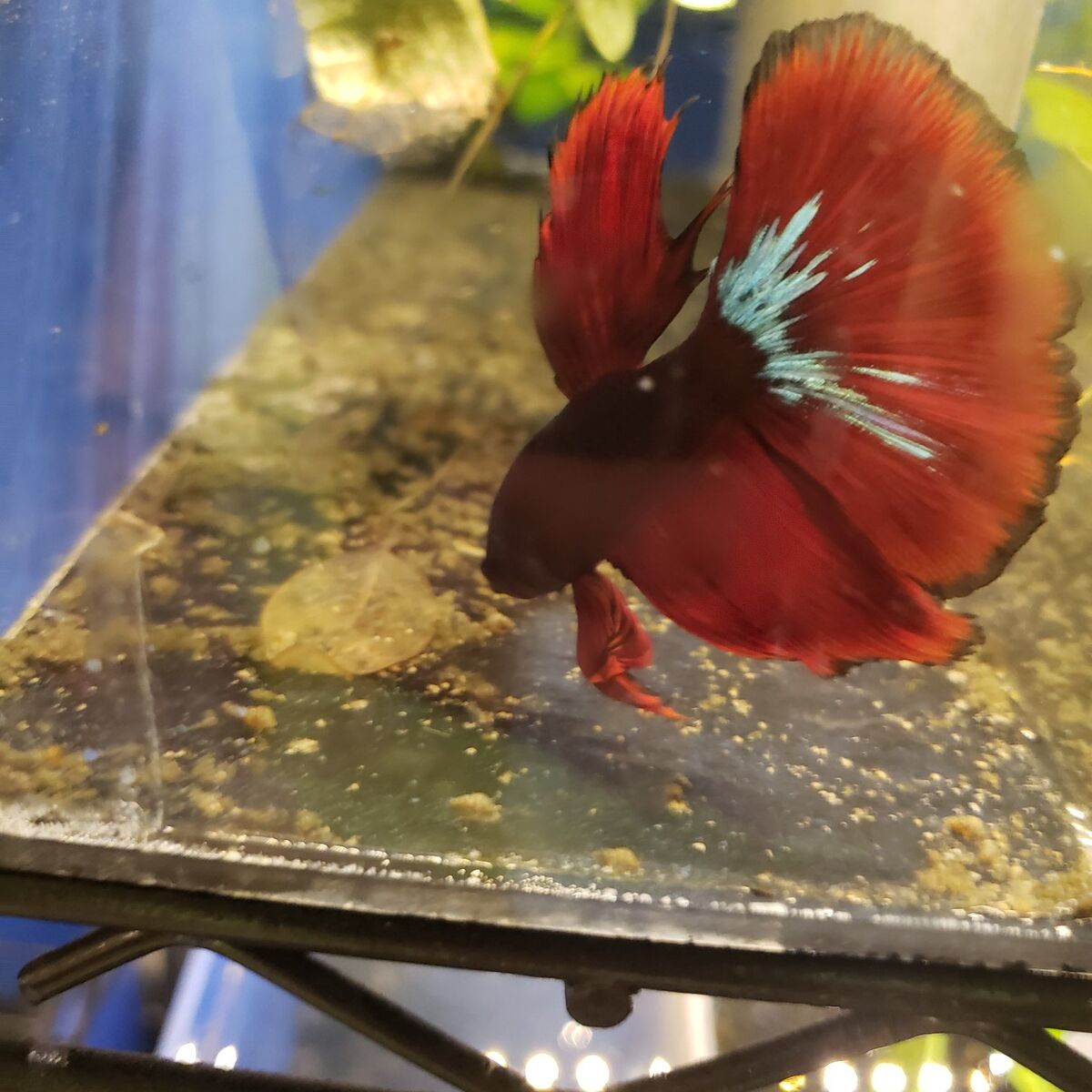 Import halfmoon Betta