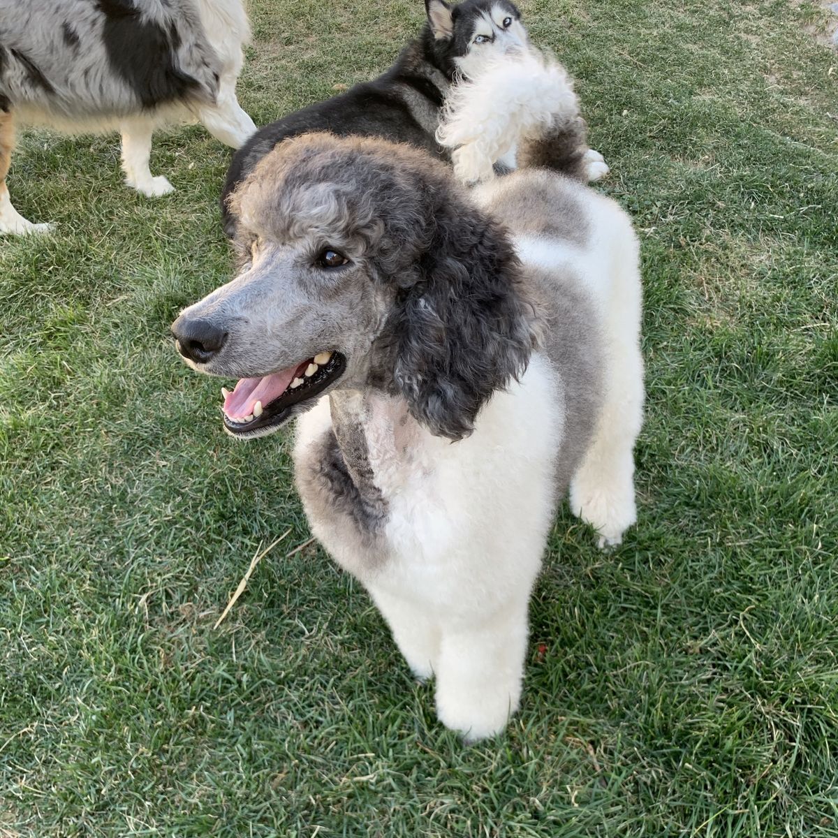 AKC Standard Poodle (Spayed)