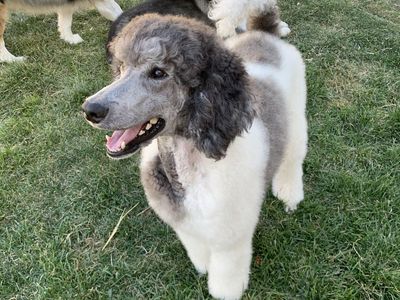 AKC Standard Poodle (Spayed)