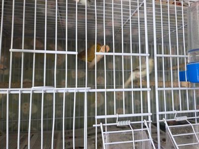 se venden canarios jovenes y tres parejas