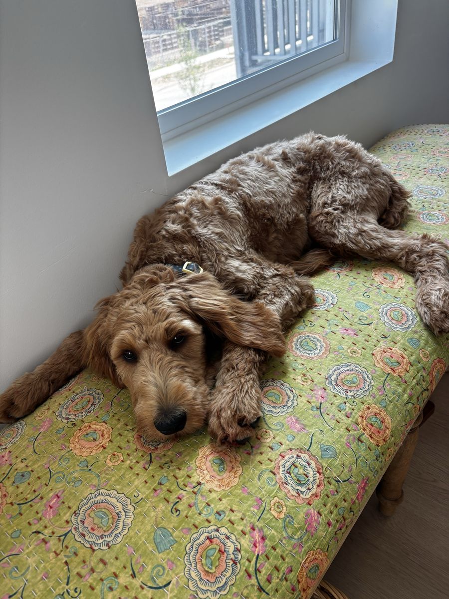 Sweet Goldendoodle Puppy