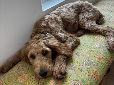 Sweet Goldendoodle Puppy