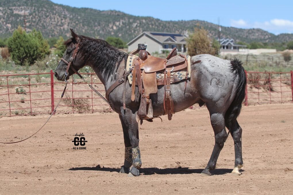 Futurity HEAD HORSE. Sound. Seasoned. Sane.