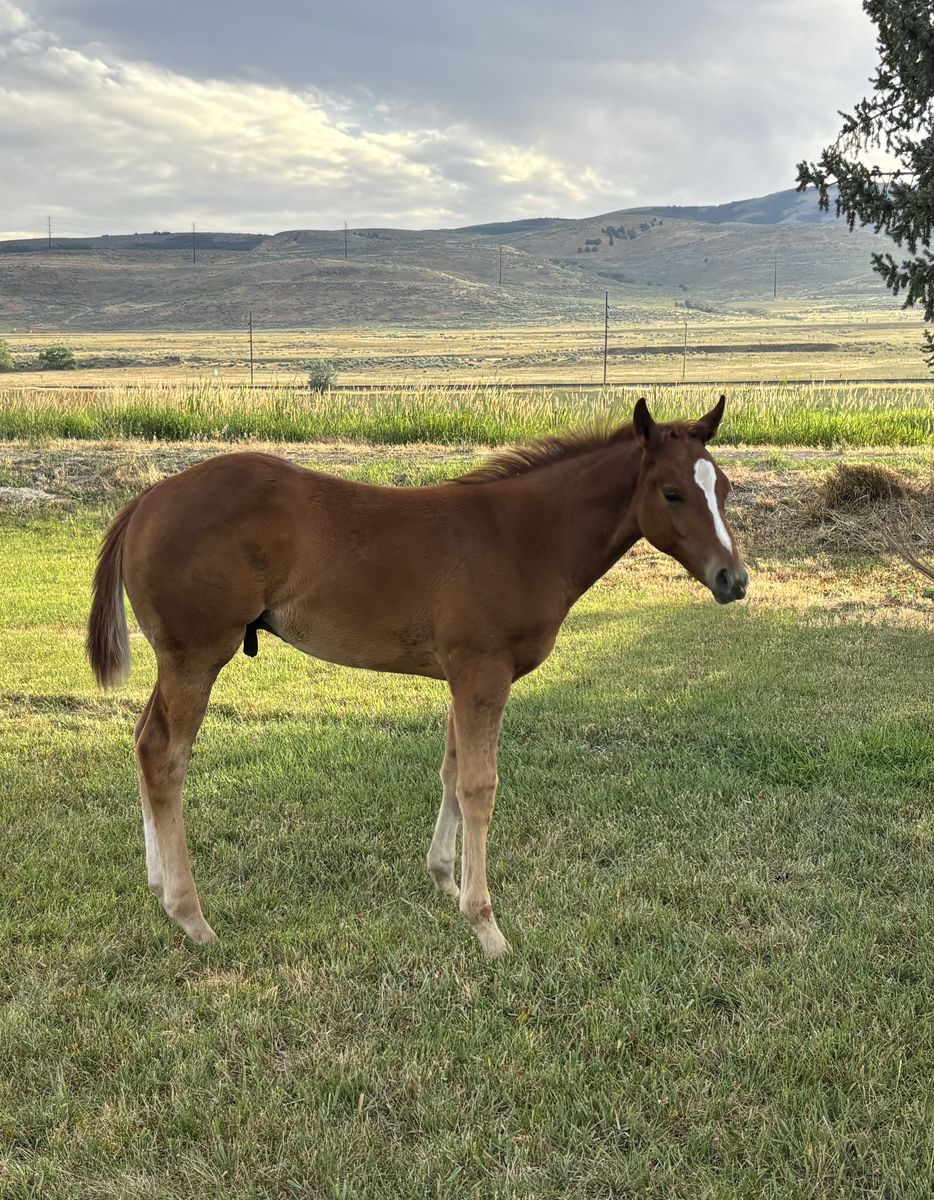 2026 SJR Talkin Diamonds Colt